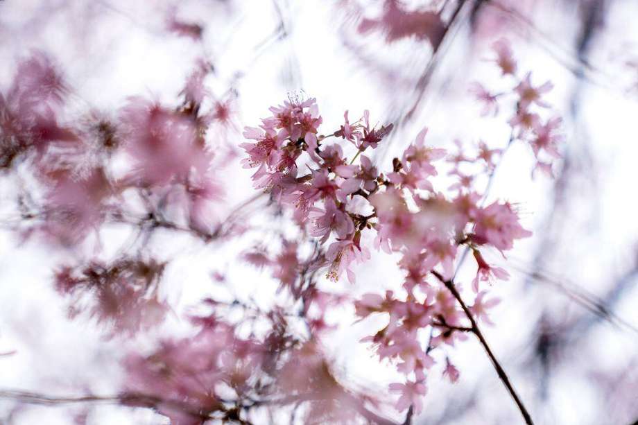 Uno de los símbolos más reconocidos al comienzo de la primavera en Estados Unidos, es la floración de los cerezos. Esta foto fue tomada el 20 de febrero de este año en Washington. 