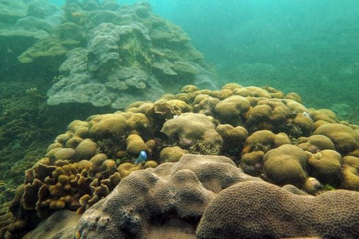Los corales de la Bahía de Santa Marta son unos de los más vírgenes del país. / Ecomares