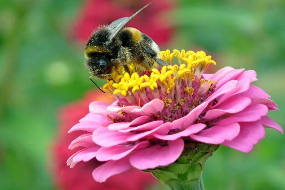 Una de las afectaciones de la ola de calor a insectos como los abejorros es que, debido a que tienen “abrigos peludos”, se sobrecalientan y no pueden volar.