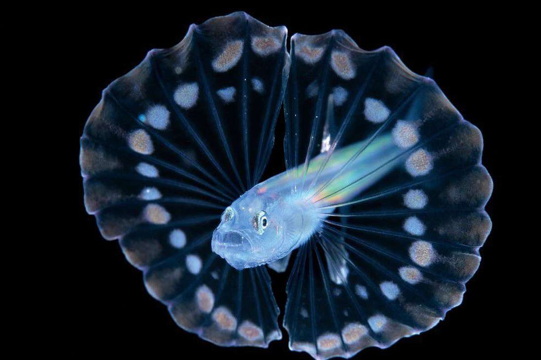 Los peces trípode tienen aletas grandes y redondeadas que pueden usar para imitar a las medusas y así camuflarse de los depredadores.