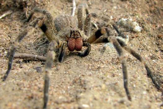 Las arañas errantes brasileñas o arañas del banano (Phoneutria nigriventer) son conocidas por ser una de las más venenosas del mundo.
