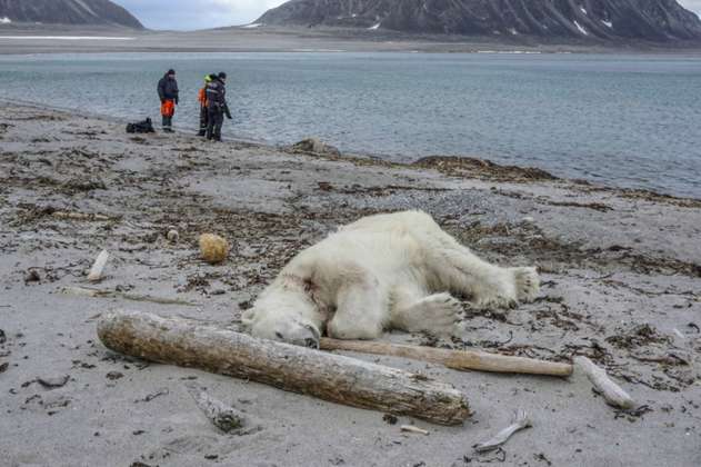 Asesinan a oso polar en Noruega tras atacar a un guía turístico