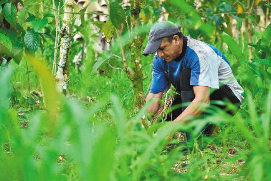 Según sus autores, solo el 18% de la tierra en Colombia tiene aval para ser cultivada.