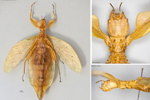Varias imágenes de Phyllium regina, la especie de insecto hoja recién descrita.  / Mercedes París - Agencia Sinc
