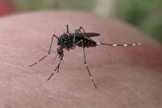 47 nuevos casos de zika se suman en Caldas