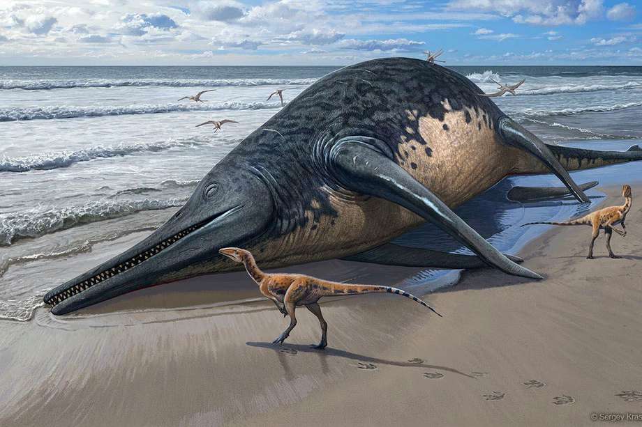 GRAF1663. MADRID (ESPAÑA), 17/04/2024.- Recreación de un cadáver de Ichthyotitan severnensis en la playa. En mayo de 2020 mientras buscaban fósiles en una playa de Devon, en el suroeste de Inglaterra, un padre y una hija de 11 años hallaron restos de una mandíbula de 2 metros que resultaron ser similares a otros encontrados en 2016 y pertenecer a un nuevo tipo de reptil marino, el más grande conocido hasta ahora.EFE/ Sergey Krasovskiy.
