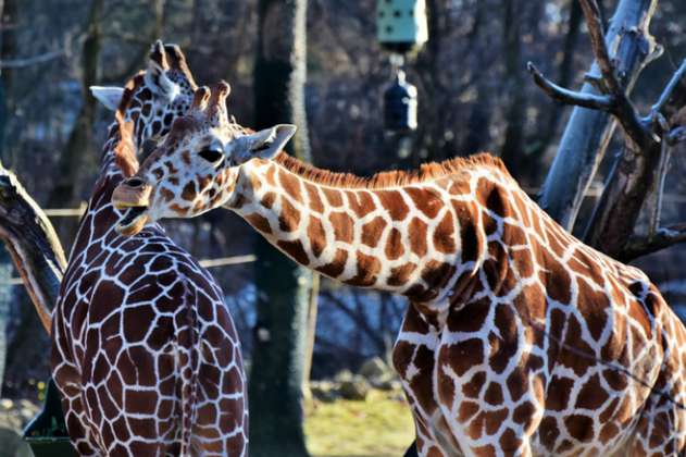 Llegan a Colombia las primeras dos jirafas bebés 