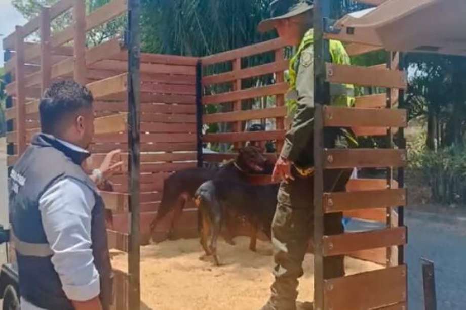 El presunto criadero ilegal estaba ubicado en el barrio El Vallado, al oriente de Cali.