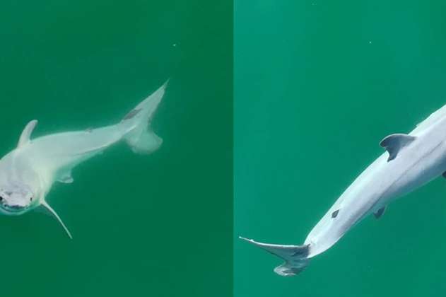 Logran, al parecer, el primer avistamiento de un tiburón blanco recién nacido
