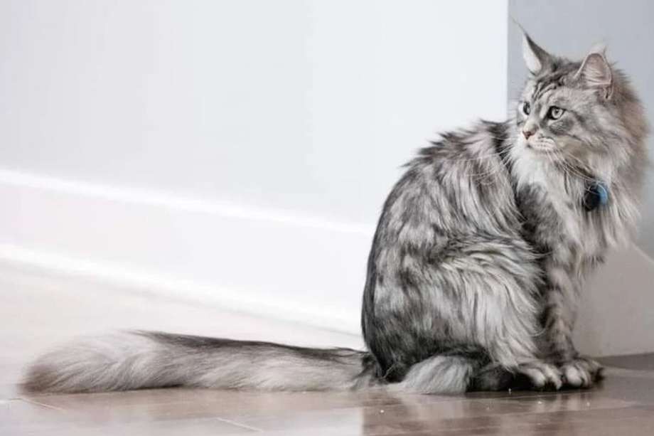 Así es el gato con la cola más larga del mundo. Tiene 5 años, pesa nueve kilos y vive en Estados Unidos.