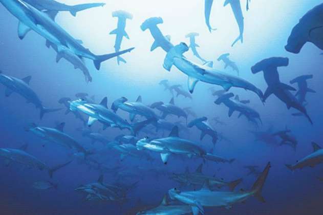 Descubren en Galápagos un refugio natural de tiburones martillo juveniles