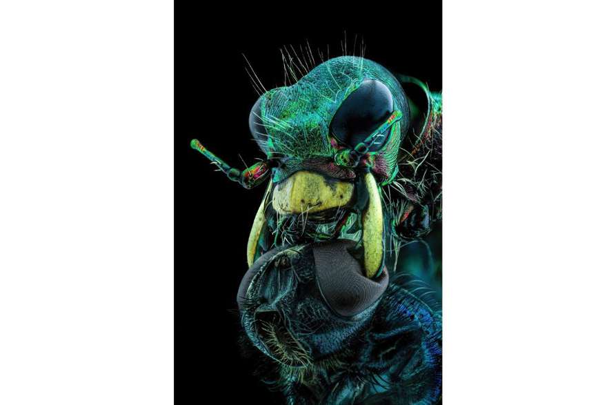 Una mosca bajo la barbilla de un escarabajo tigre