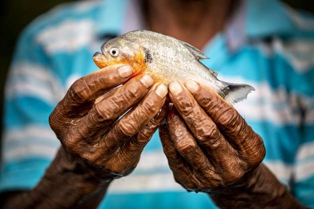 Un tercio de los peces de agua dulce del mundo está en riesgo de extinción