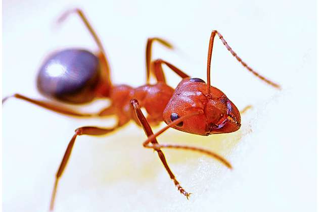 Las hormigas ven el mundo a través de su nariz