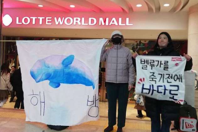 Corea del Sur prohíbe la adquisición de cetáceos para espectáculos