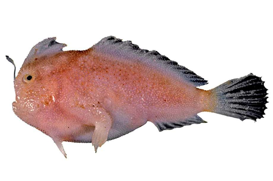 El "pez mano" fue descubierto en 1986.