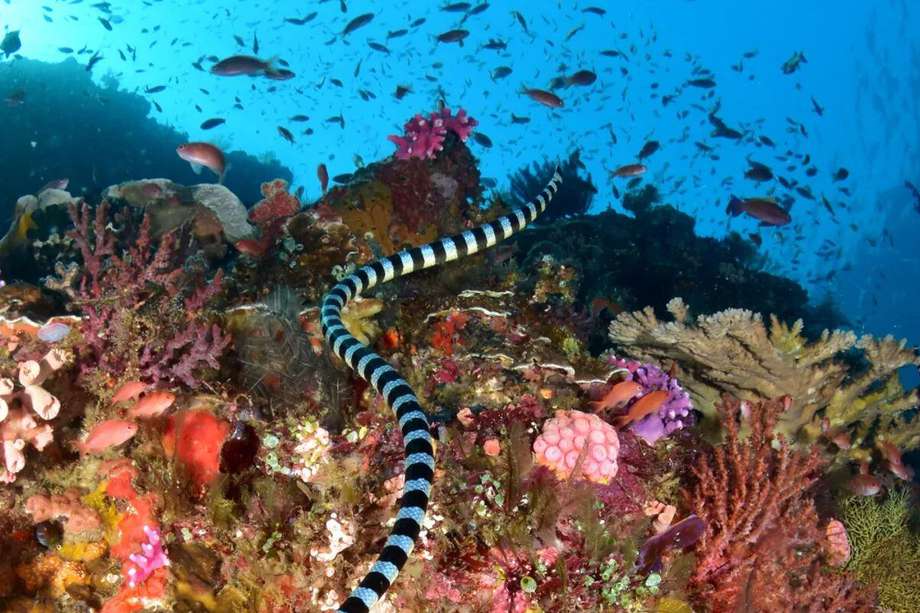 Imagen de referencia. La conservación de la biodiversidad marina australiana se reconoce por conservar la Gran Barrera de Coral.