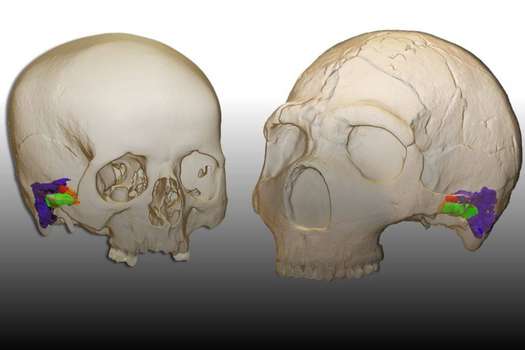 Comparación del oído externo y medio de Homo sapiens y Homo neanderthalensis.