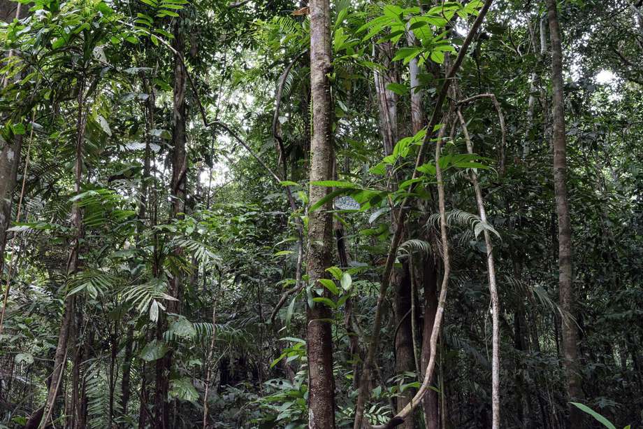 La selva amazónica en Murutinga, una comunidad cerca de Mitú, la capital del Vaupés.