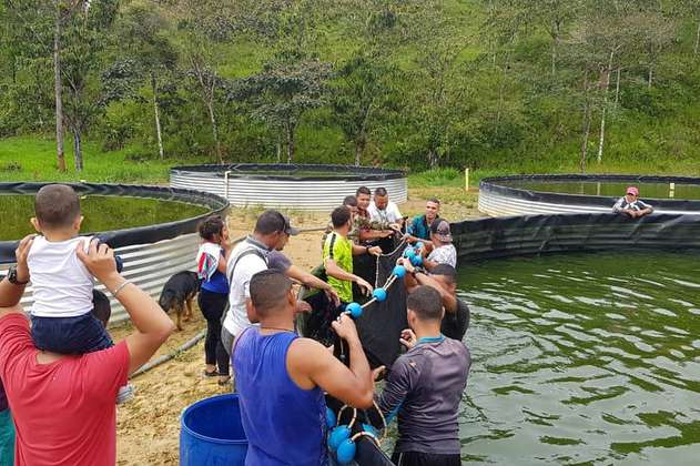 Piscícola de la Montaña, el proyecto en el que trabajan 41 exguerrilleros en Antioquia