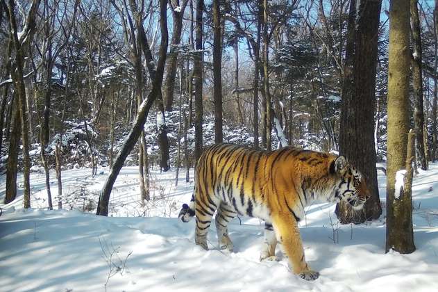 Desarrollan programa para proteger en tiempo real a los 5.000 tigres que quedan en el mundo