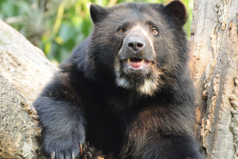 WWF Colombia presentó una campaña para adoptar simbólicamente una especie en peligro de extinción, como el oso de anteojos, y hacer de esta fecha un motivo para ayudar a conservar la biodiversidad del Planeta.