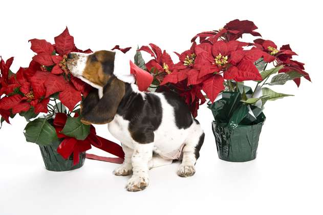¡Ojo! La flor de navidad podría ser perjudicial para la salud de su perro o gato