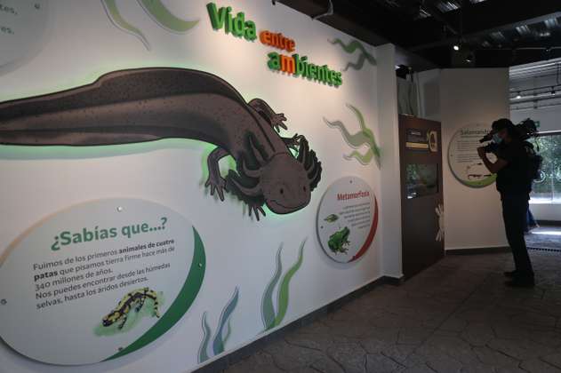 (FOTOS) Inauguran el museo del Axolote en Ciudad de México