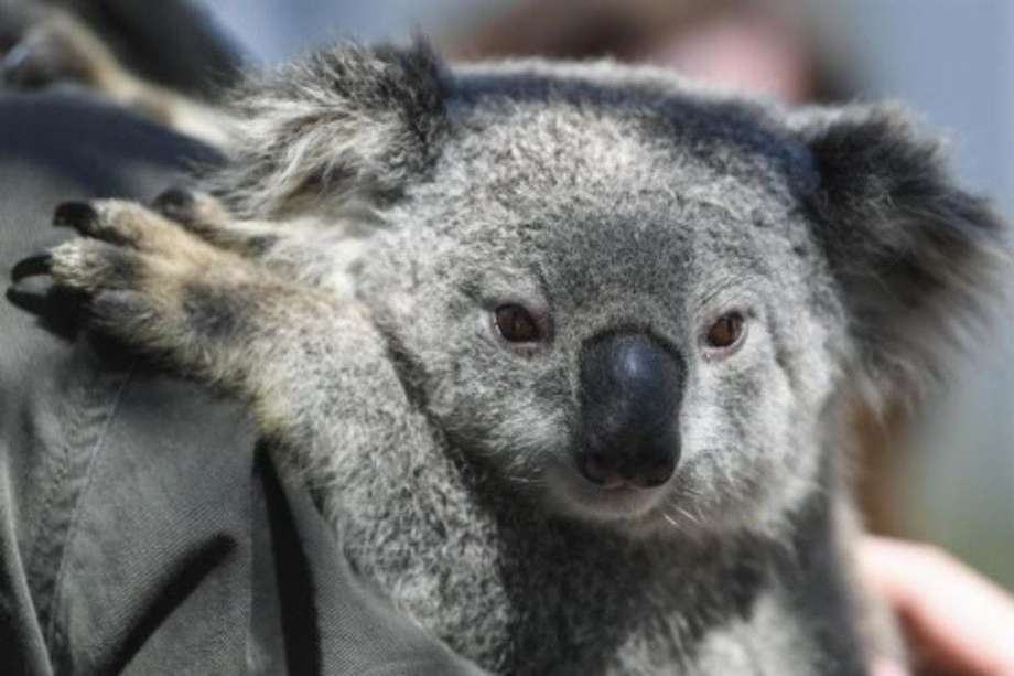 En el estado de Nueva Gales del Sur se registraron desvastadores incendios los últimos meses de 2019 y los primeros de 2020. Un desastre que afectó a la población de koalas.