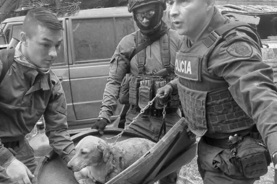 Un perrito murió y otros tres resultaron heridos tras atentado terrorista en Cauca.