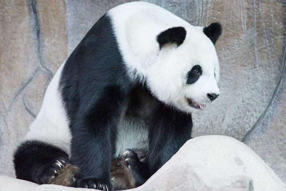 CHIANG MAI (TAILANDIA), 19/04/2023.- Foto de archivo de Lin Hui, el último espécimen panda cedido por China que quedaba en Tailandia, murió este miércoles a los 21 años en un zoológico de Chiang Mai, en el norte del país, sin que aún se conozcan las causas. EFE/ Zoológico De Chiang Mai.