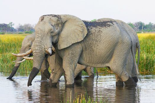Los afroterios, como los elefantes, son los únicos mamíferos que tienen los testículos en el interior del abdomen. / Pixabay