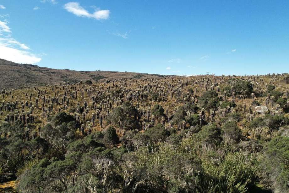 La existencia de reservas campesinas en reservas forestales busca cerrar la frontera agrícola.