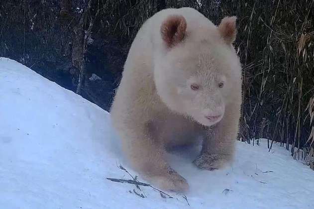 En video: captan por primera vez un oso panda albino en los bosques de China