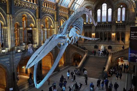 El Museo de Historia Natural de Londres recibe más de cinco millones de visitantes por año.