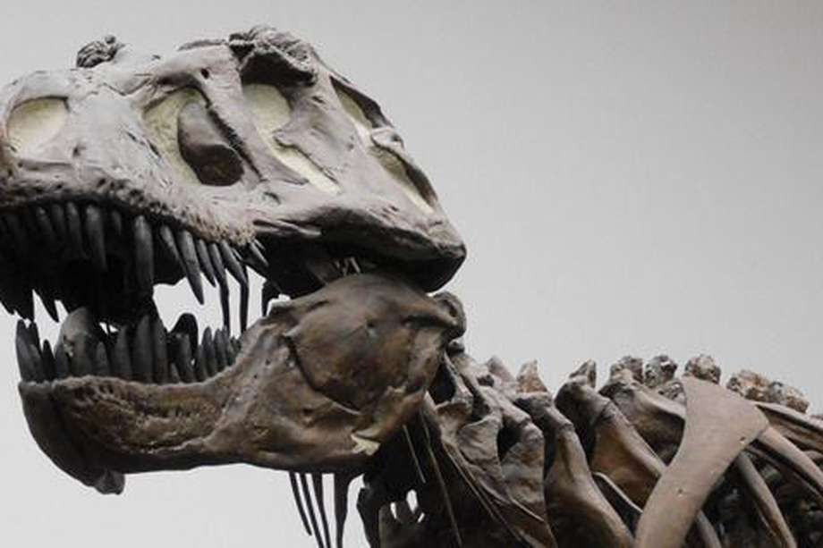 Fotografía de una réplica de un esqueleto de un Tyrannosaurus rex en el Museo Senckenberg de Frankfurt, Alemania. 
