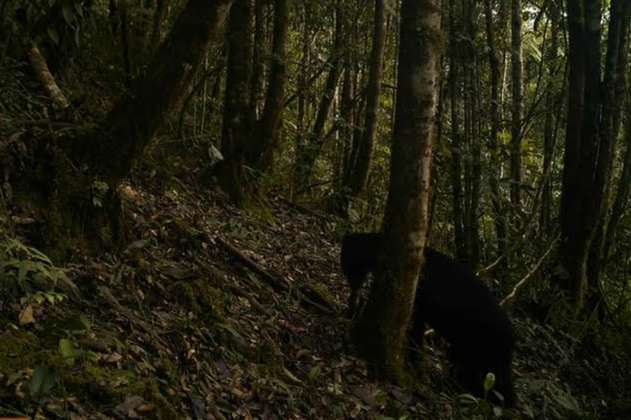 Reaparece oso de anteojos en área protegida de Huila después de 15 años 