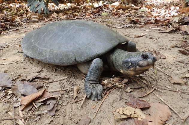 Estas son las 10 especies de tortuga más amenazadas en Colombia