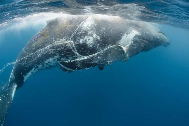 La naviera más grande del mundo cambia sus rutas para proteger a ballenas azules