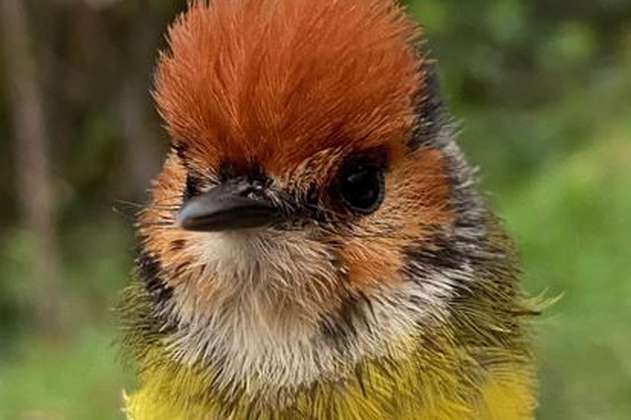 Lanzan primera expedición para conocer el estado de las aves de Colombia