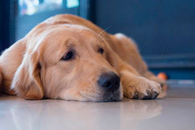 Los perros podrían experimentar dolor por la muerte de sus amigos caninos