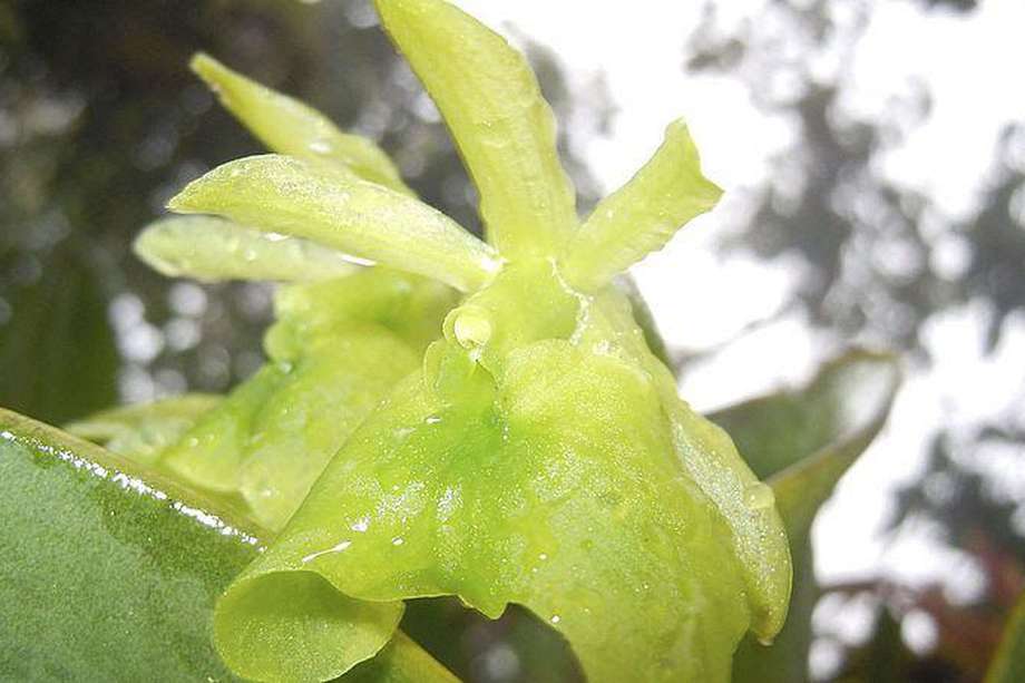 Epidendrum fusagasugaënse, la orquídea endémica de Fusagasugá, se encontró dentro del inventario realizado.