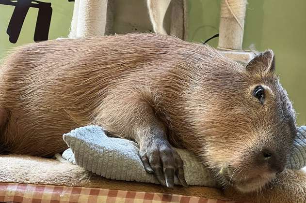 Restaurantes con capibaras: una peligrosa tendencia en Japón