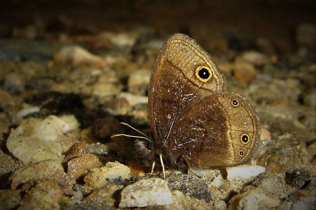 La mariposa Manerebia nevadensis fue identificada por primera vez en 1924 por un naturalista alemán.