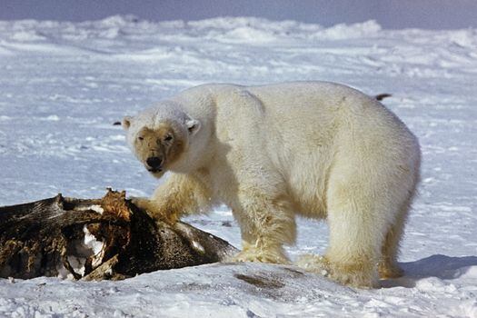 Los osos polares han sido forzados a cambiar de dieta gracias al cambio climático. / The polar bear programme