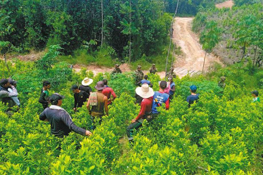 En la vereda 20 de Julio, de Tibú (Norte de Santander) , se retomaron los operativos de erradicación desde el 18 de septiembre. / Asociación Campesina del Catatumbo (Ascamcat)
