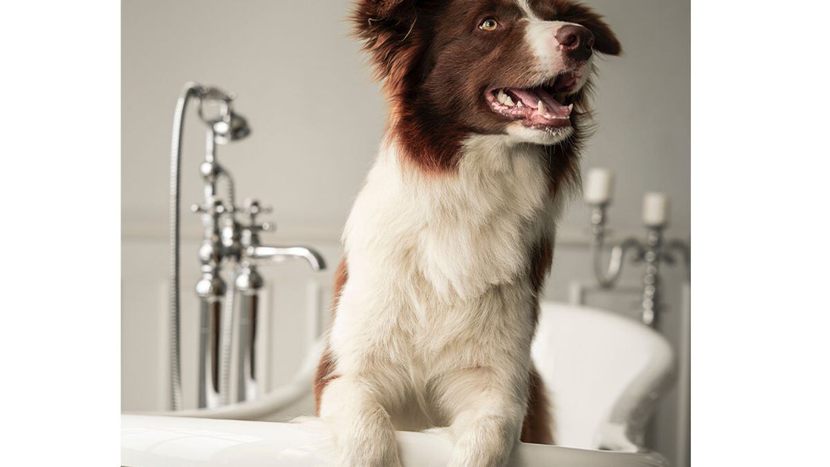 Cuántas veces al mes bañar tu perro? | ESPECTADOR