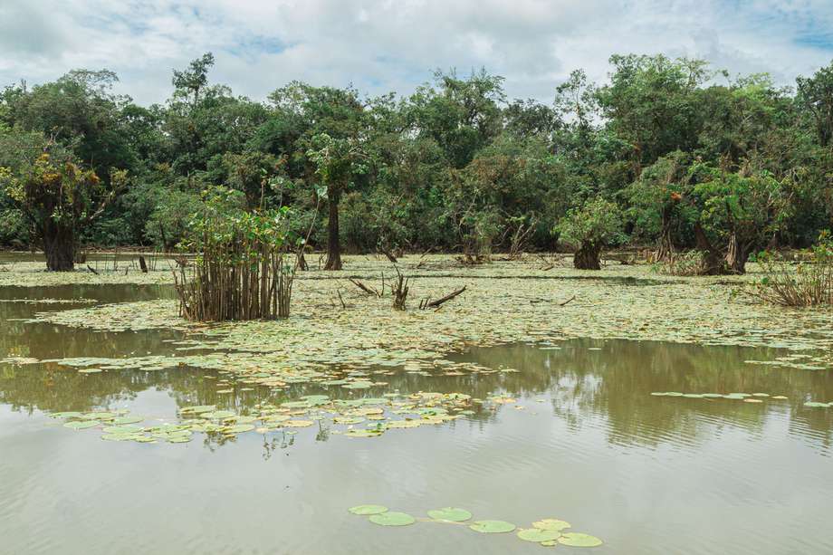 En Colombia hay aproximadamente 31 millones de hectáreas de humedales.