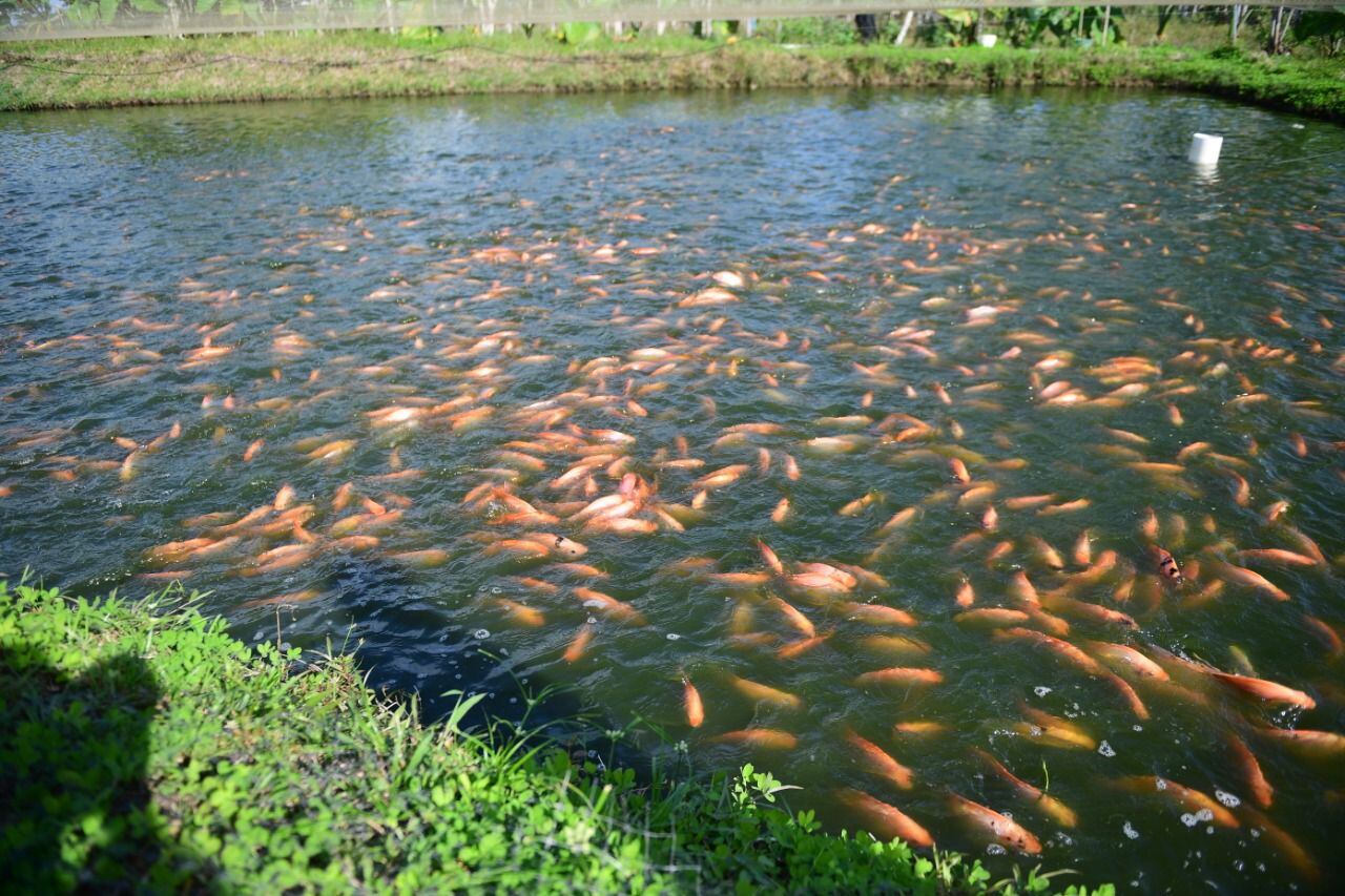 Proyecto de piscicultura de tilapia roja liderada por excombatientes.