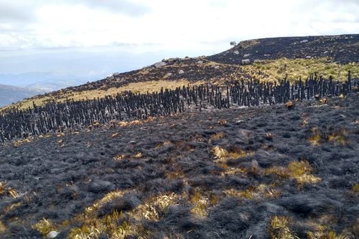 Hectáreas de frailejones fueron consumidas por las llamas en el Parque Natural Regional de Siscunsí–Ocetá, en Boyacá.